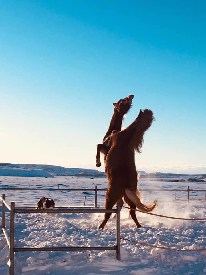 Skalinn Between Gullfoss And Geysir - Myrkholt Farm Haukadalur Dış mekan fotoğraf